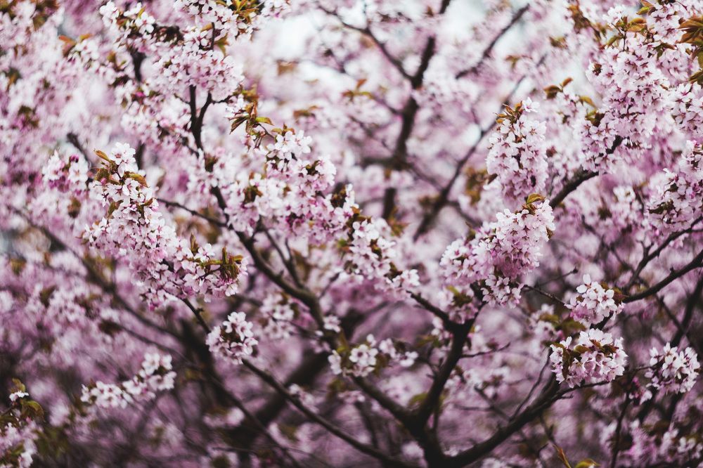 .Sakura.