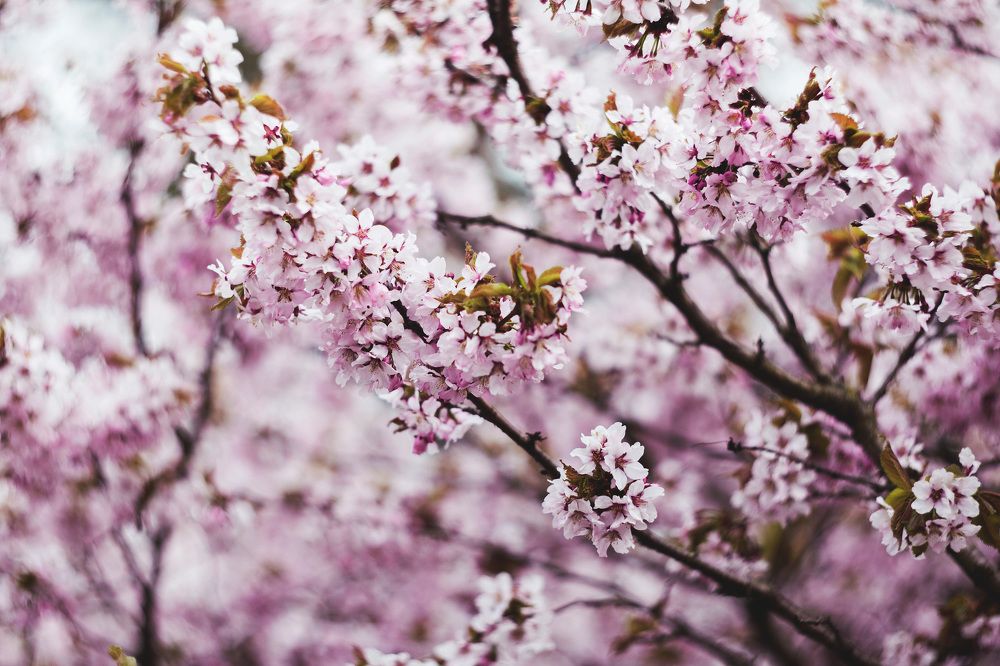 .Sakura.