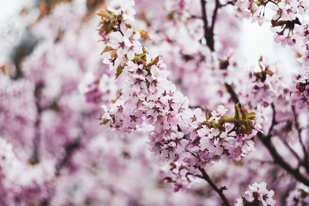 .Sakura.