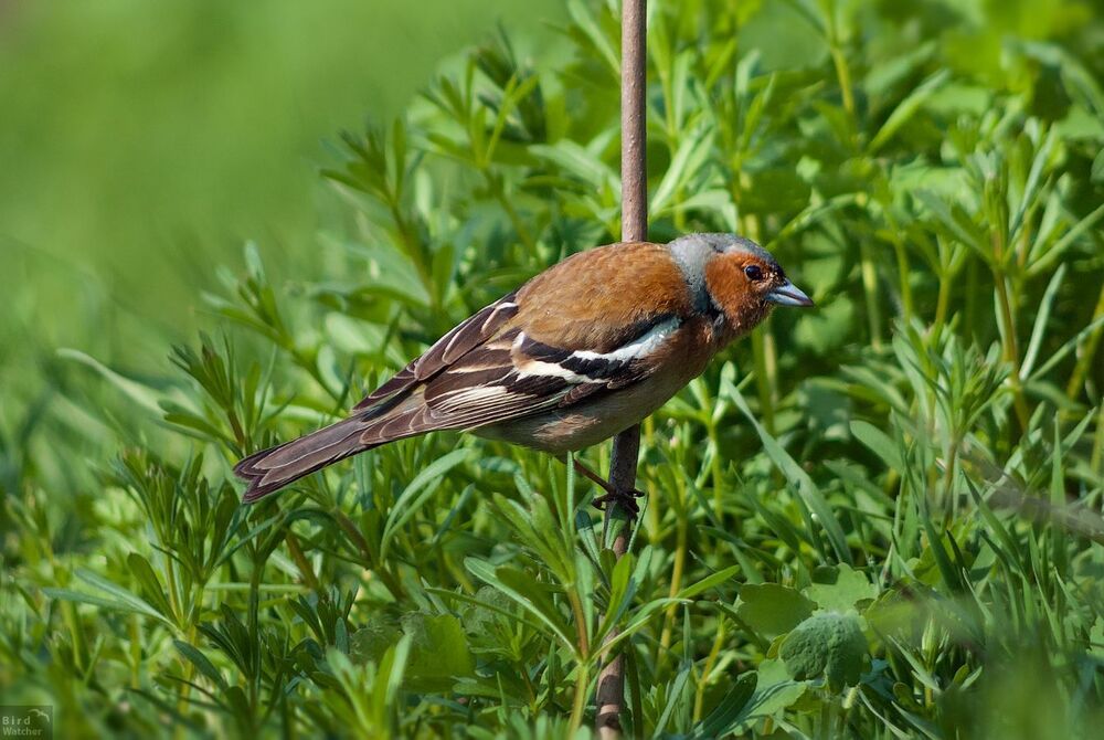 Fringilla coelebs