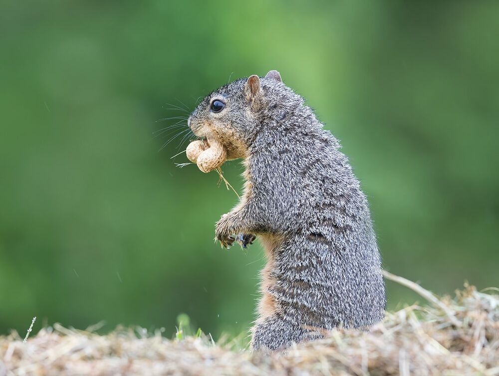 Лисья белка - Fox Squirrel