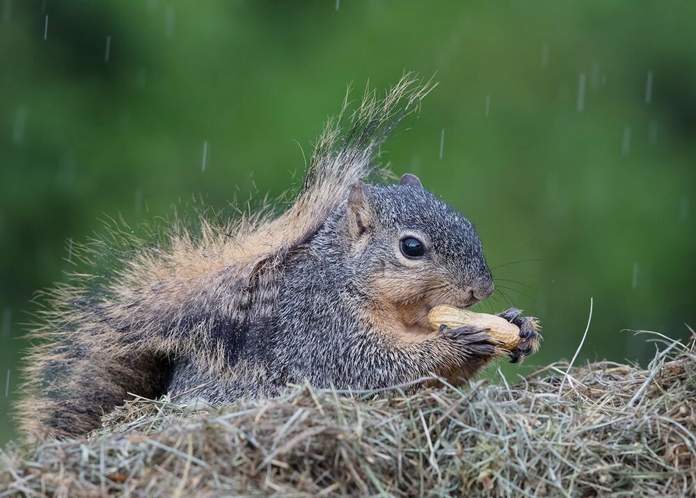 Лисья белка - Fox Squirrel