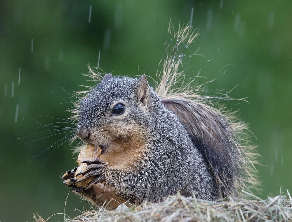 Лисья белка - Fox Squirrel
