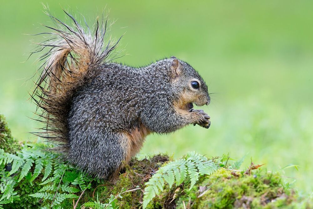 Лисья белка - Fox Squirrel