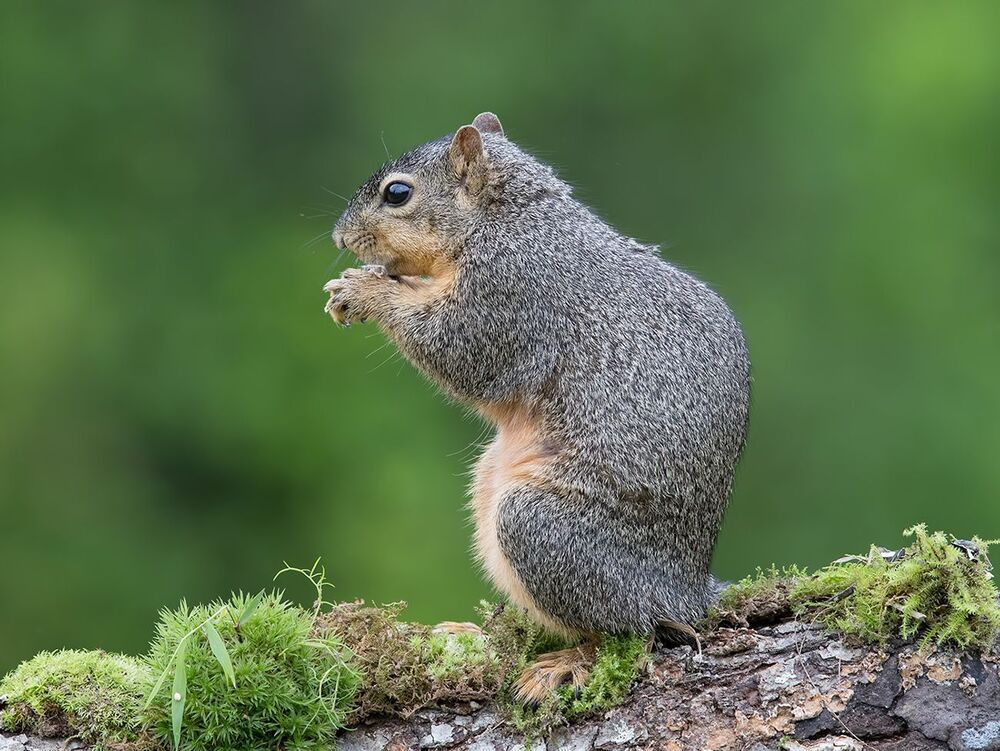 Лисья белка - Fox Squirrel