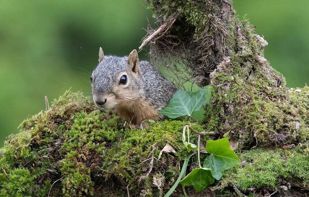 Лисья белка - Fox Squirrel