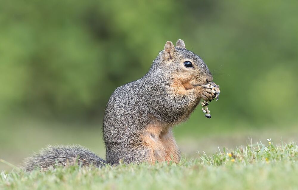 Лисья белка - Fox Squirrel