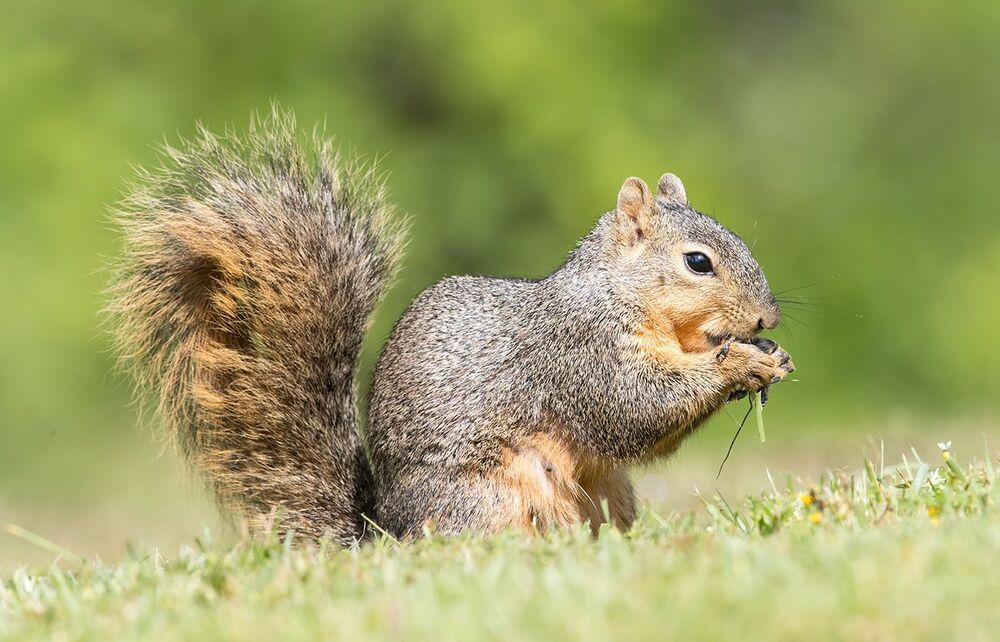 Лисья белка - Fox Squirrel