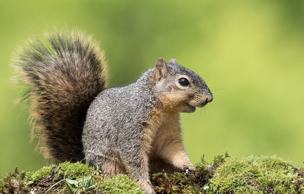 Лисья белка - Fox Squirrel