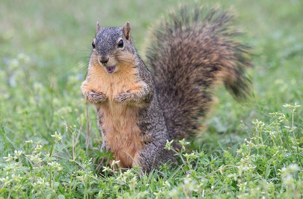 Лисья белка - Fox Squirrel