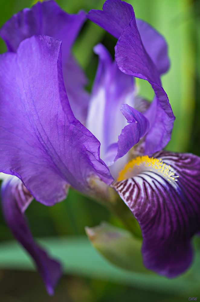 Iris from My Garden