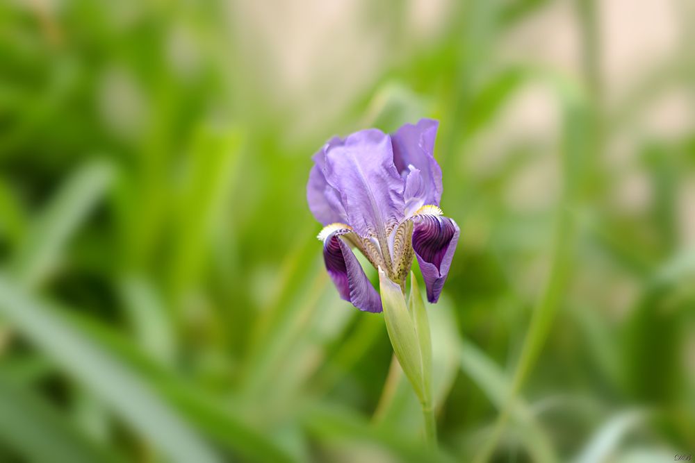 Iris from My Garden