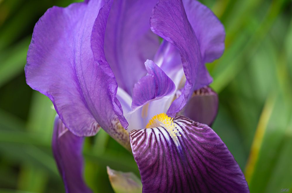 Iris from My Garden