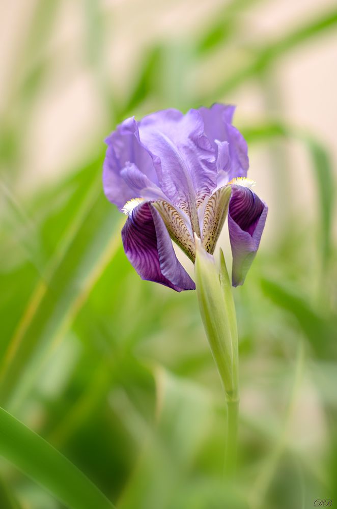 Iris from My Garden
