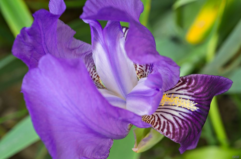 Iris from My Garden