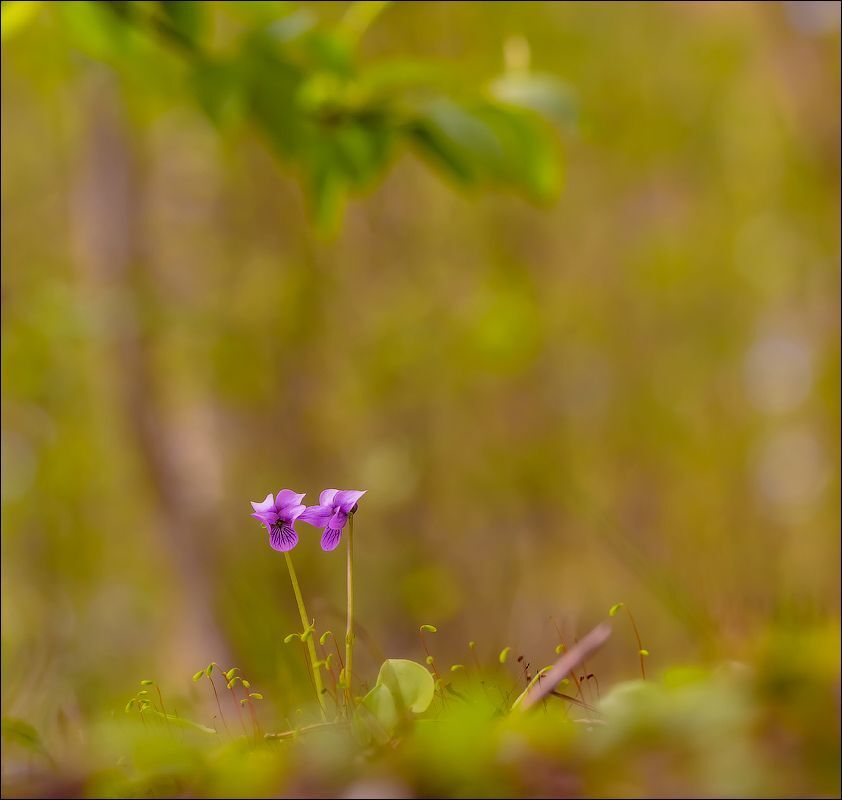 Притаились!(Варианты)