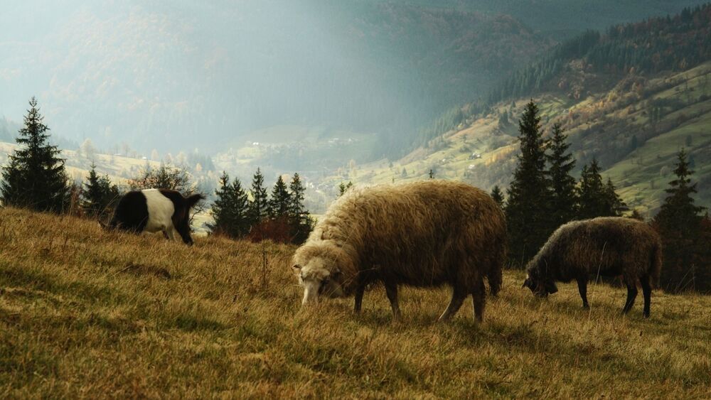 Photo 1108885