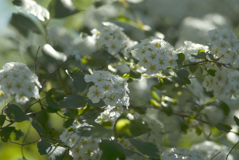 Цветущий кустарник ...