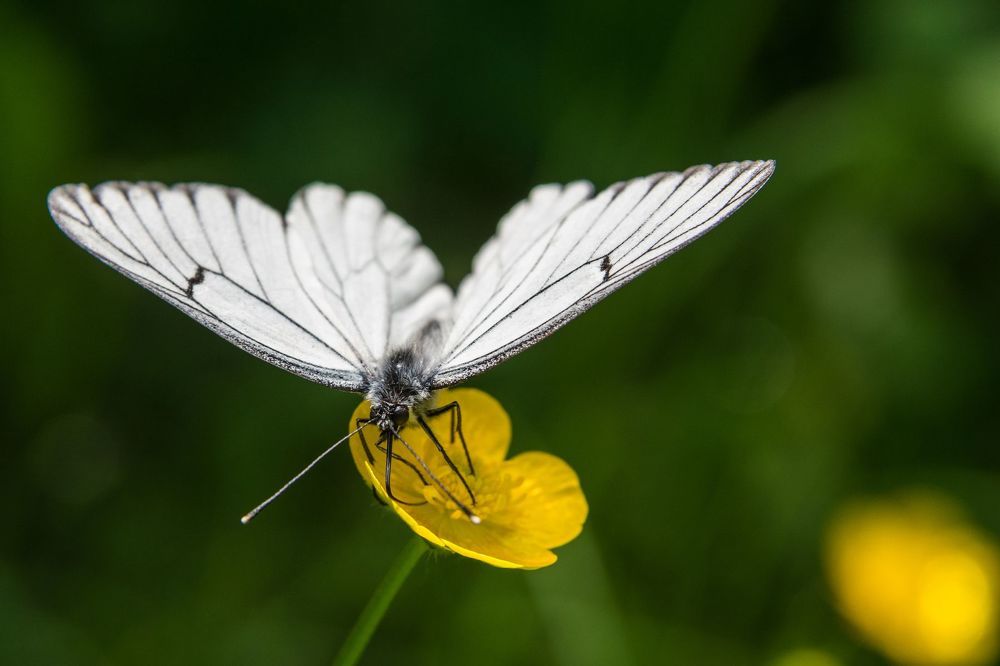 Bloom and butterfly