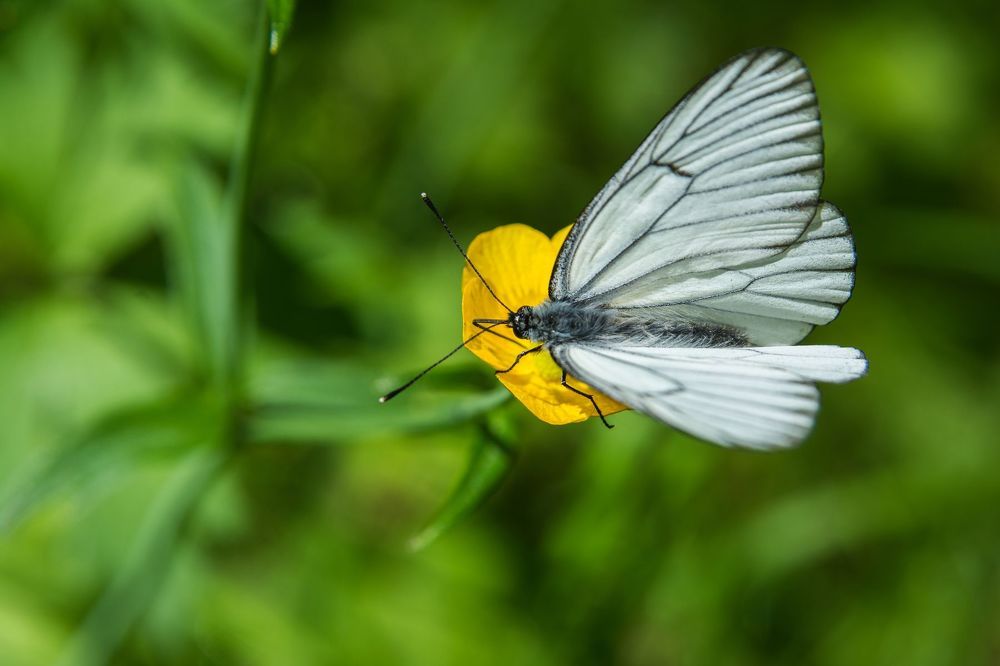 Bloom and butterfly