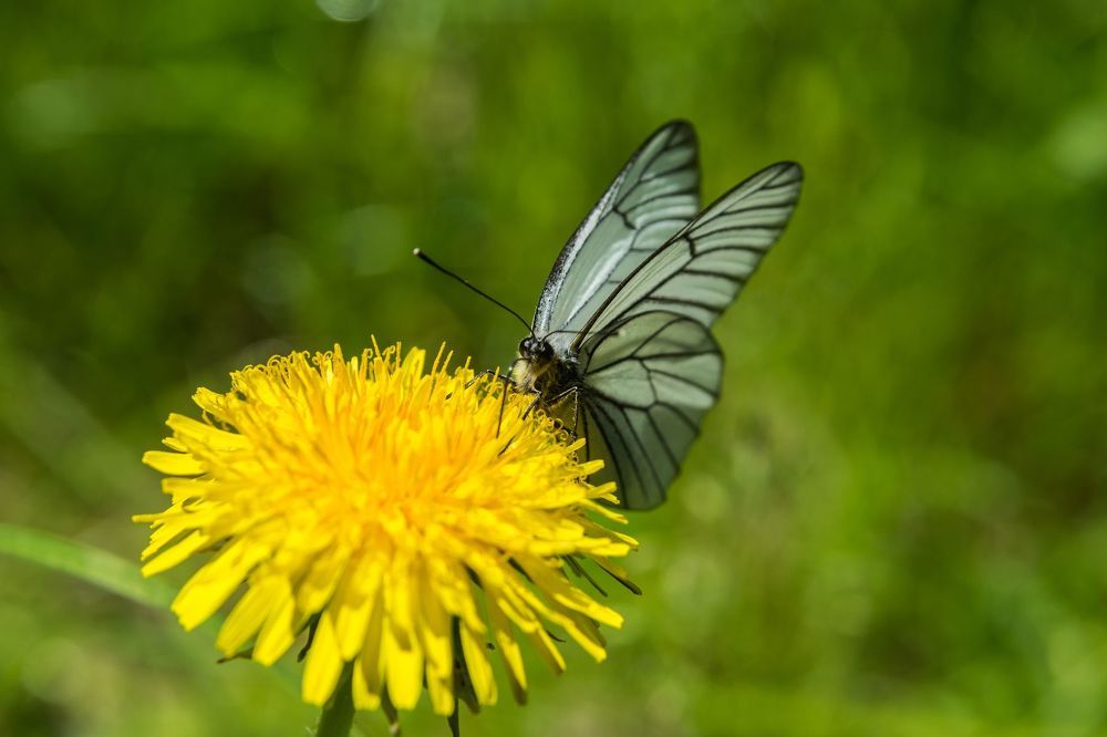 Bloom and butterfly