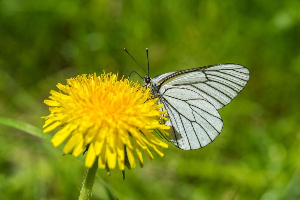 Bloom and butterfly