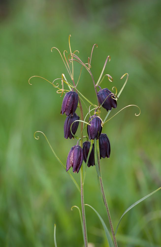 10 "Дизайн" Рябчика очень элегантный, эффектный и запоминающийся...
