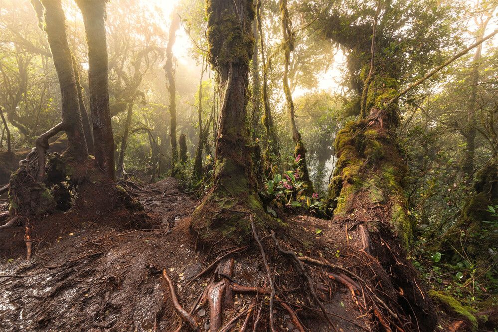 Mossy Forest