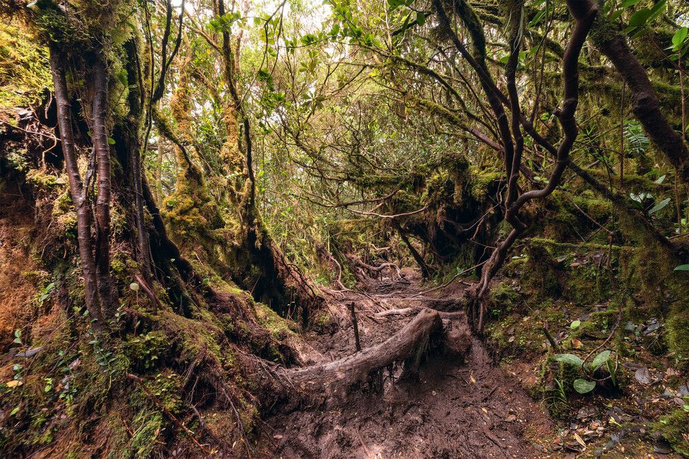Mossy Forest
