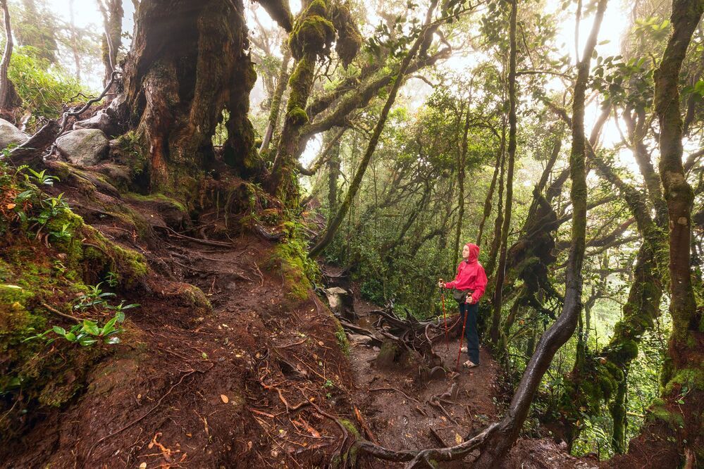 Mossy Forest