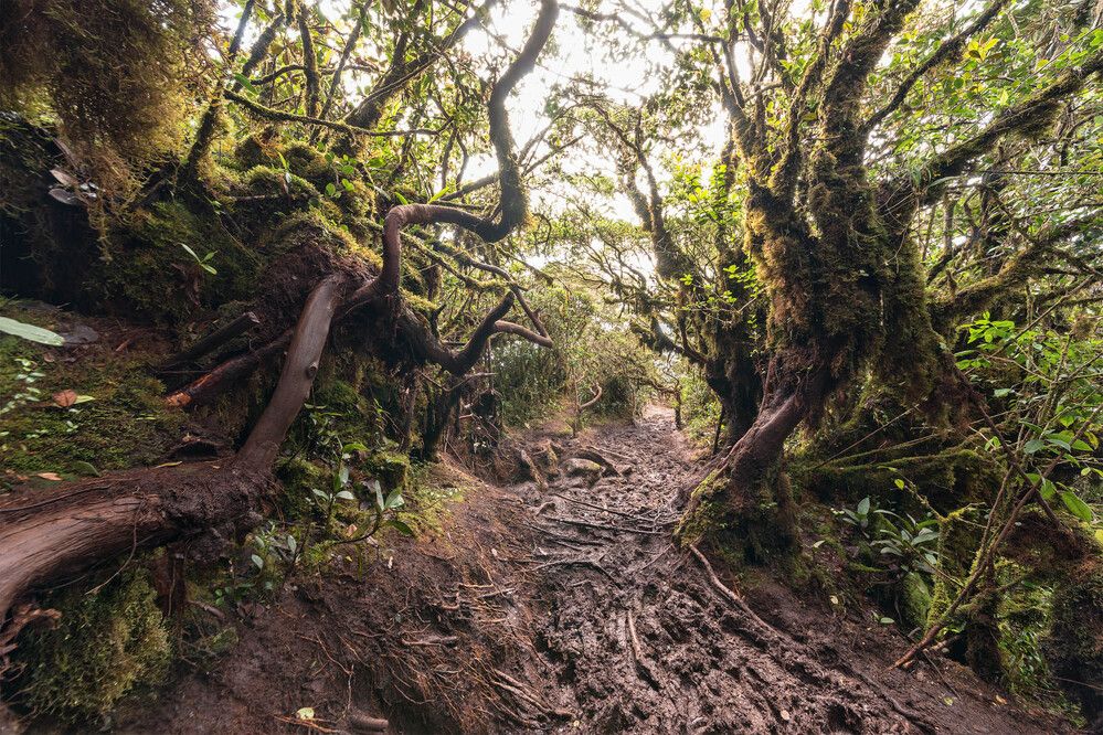 Mossy Forest
