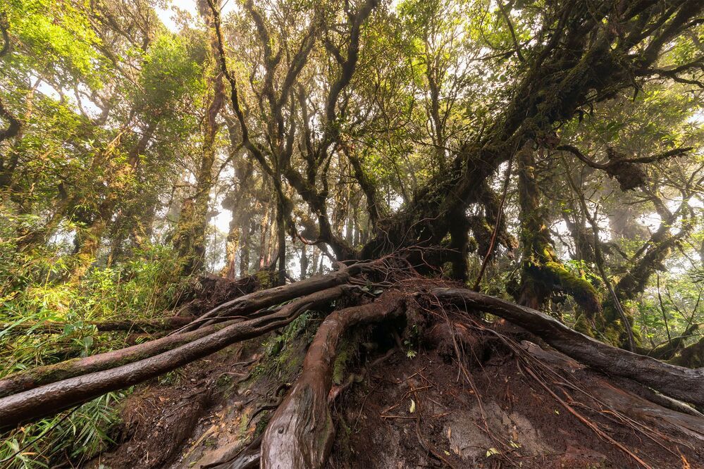 Mossy Forest