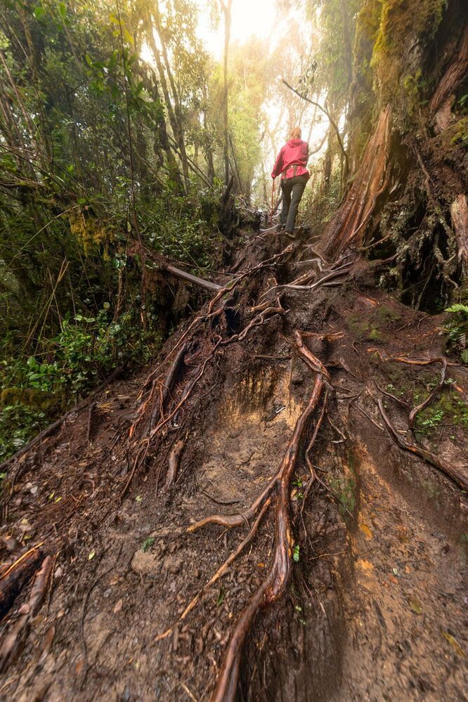 Mossy Forest