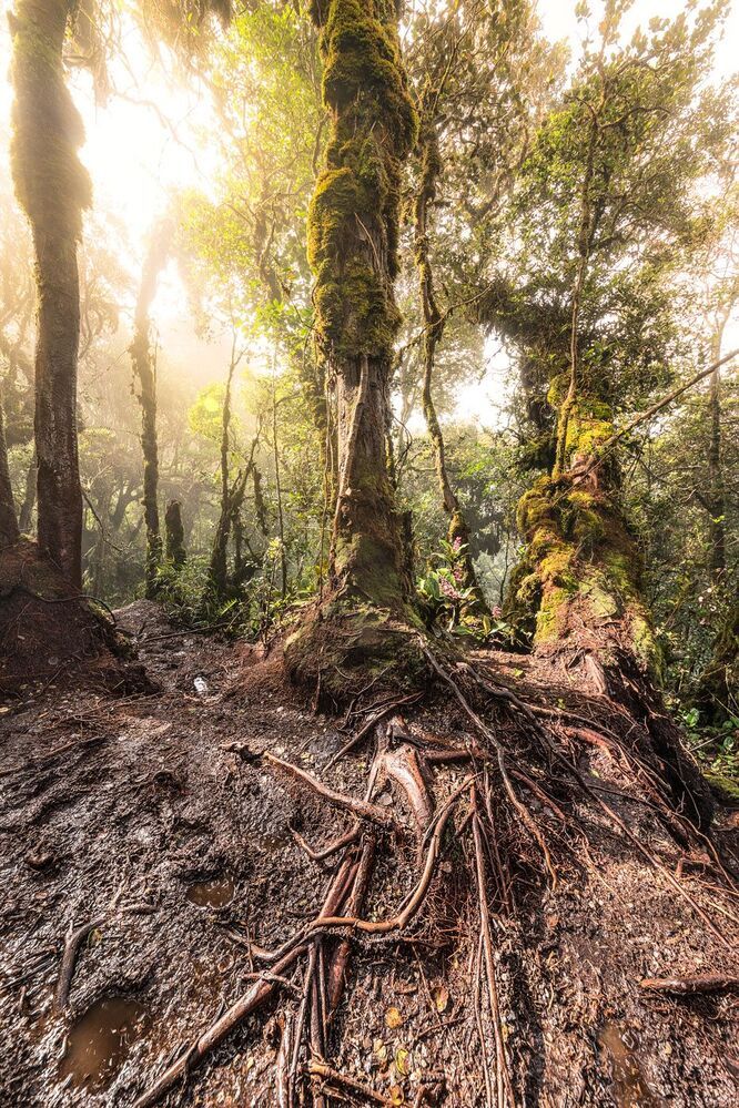 Mossy Forest