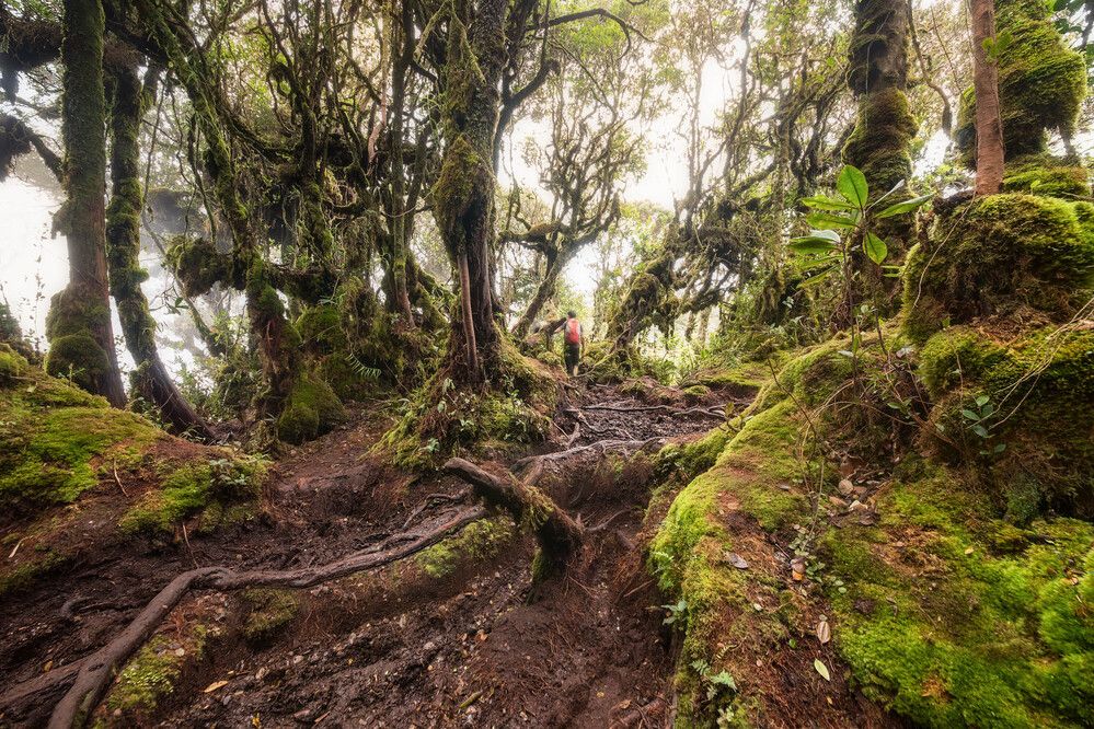 Mossy Forest