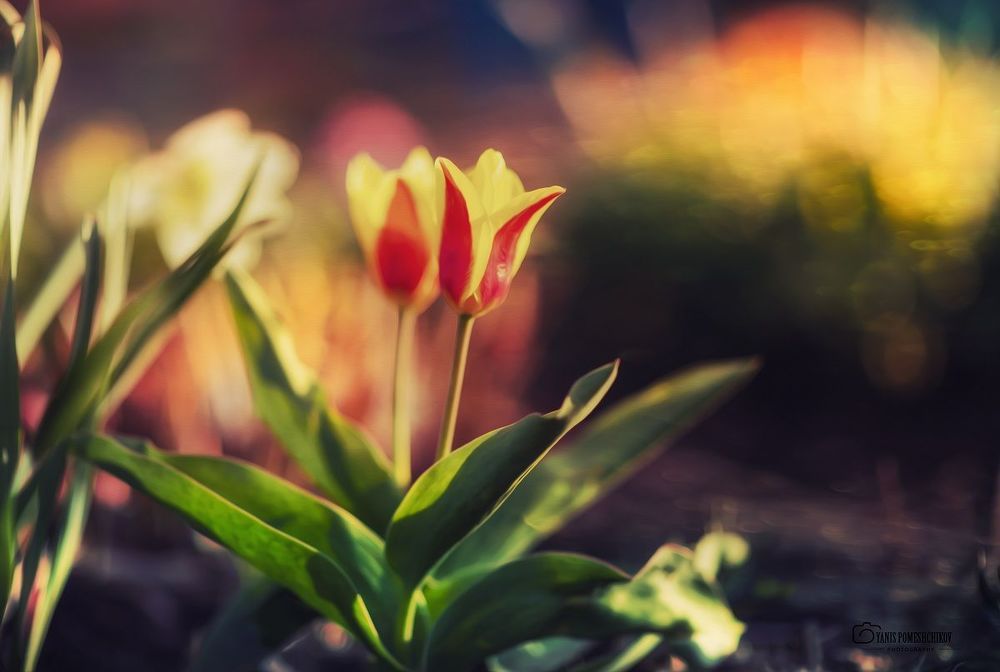 spring