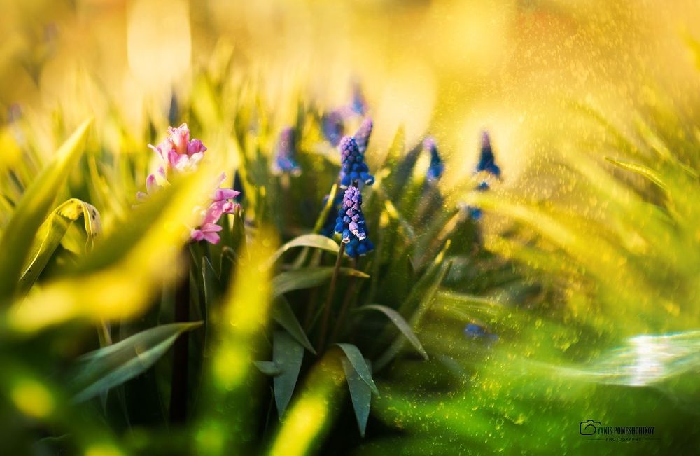 spring