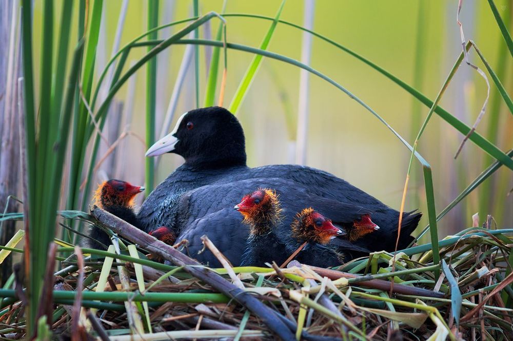 Young coots