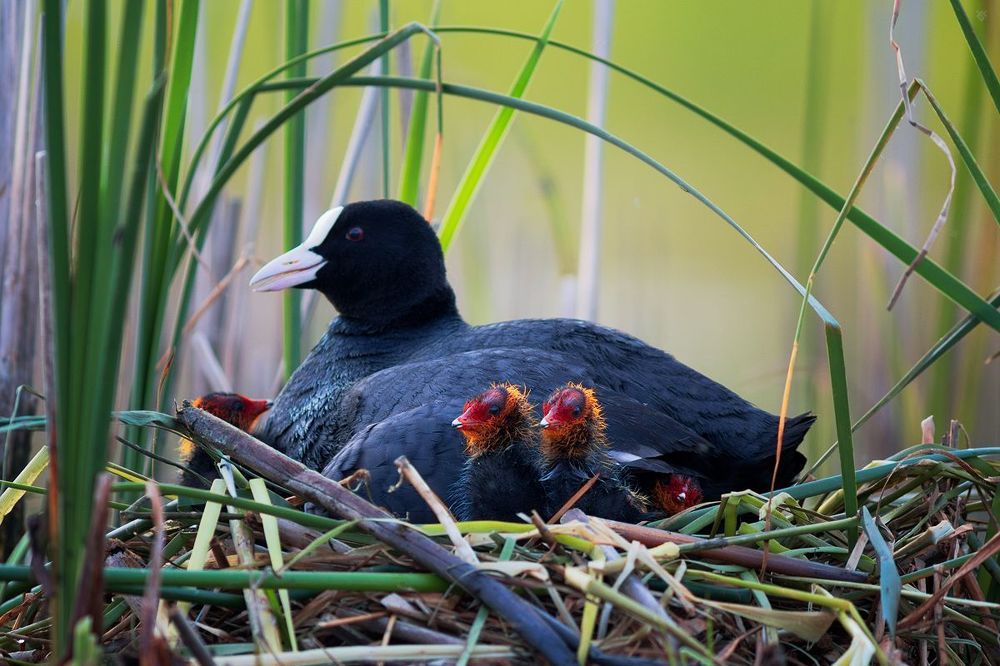 Young coots