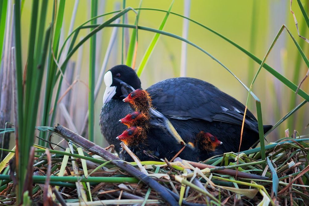 Young coots