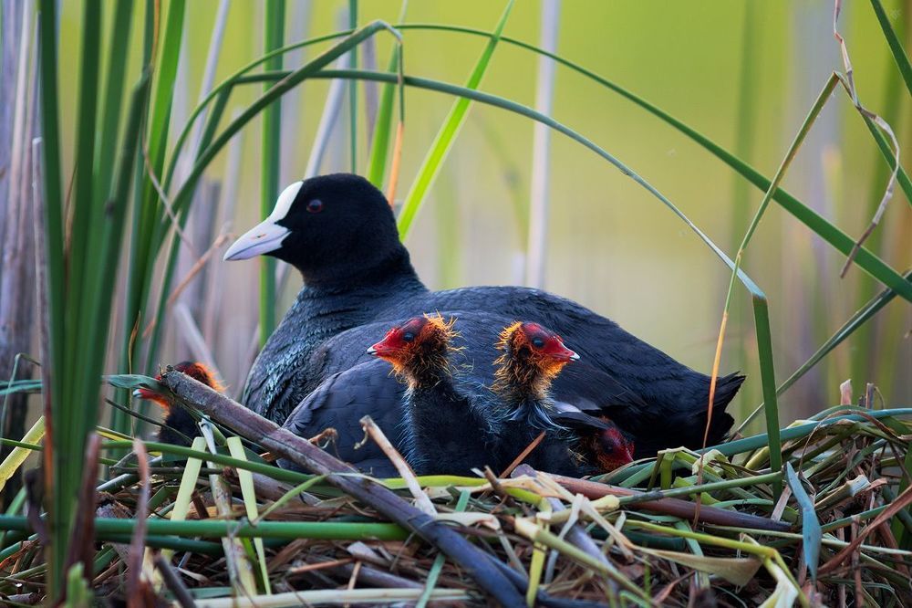Young coots