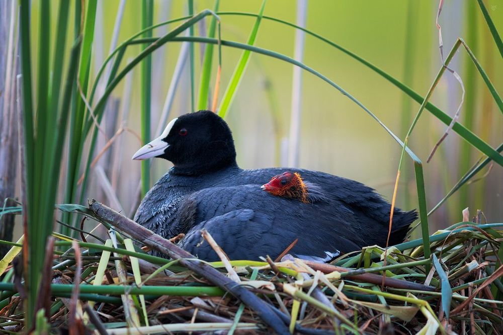 Young coots