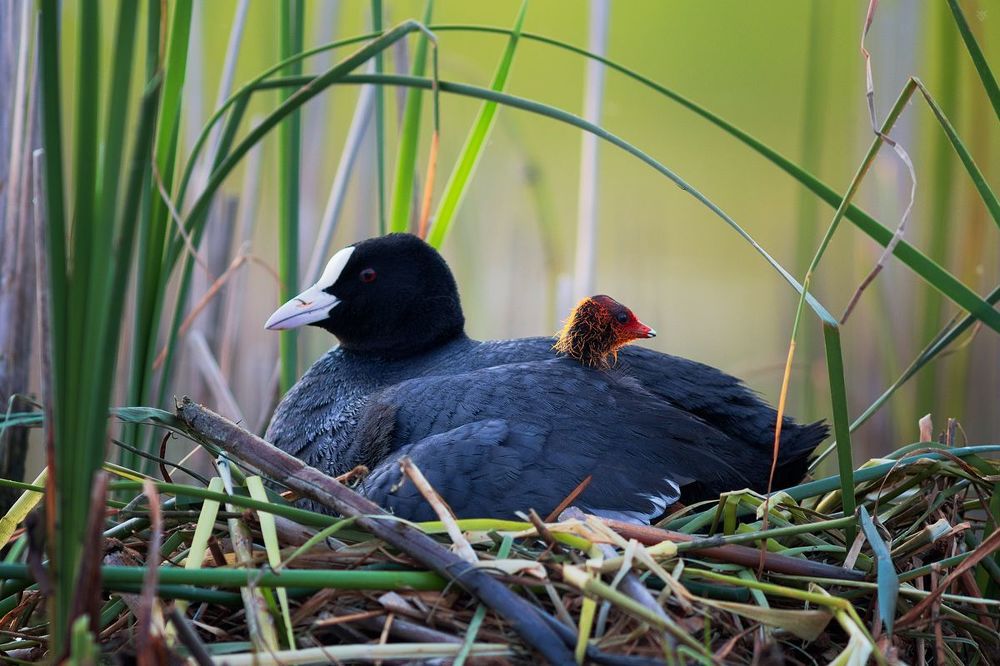 Young coots