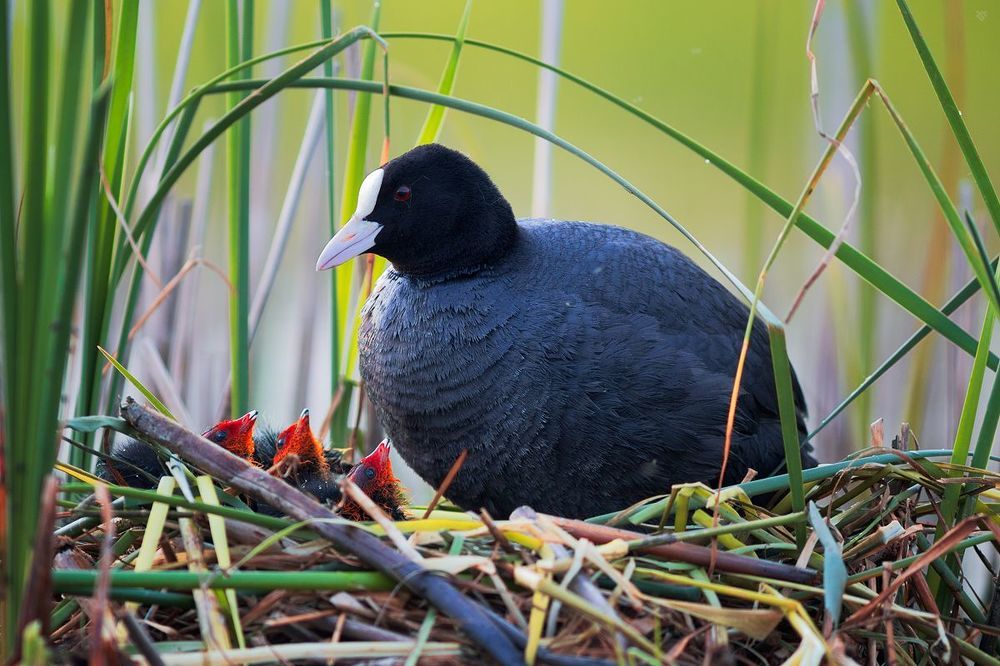 Young coots