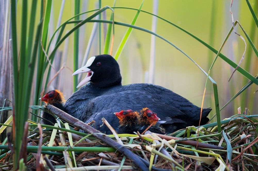 Young coots