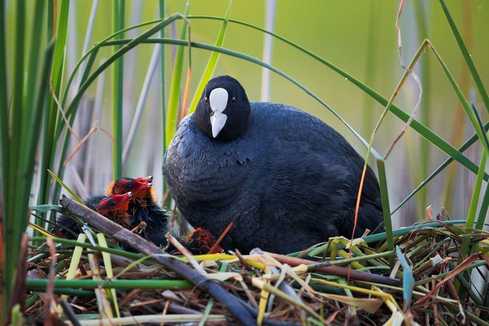 Young coots