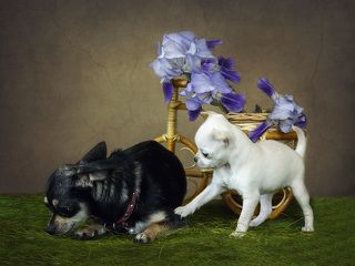 - Мам, не плач!