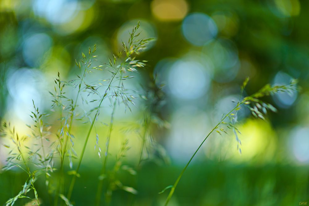 The Secret Life of the Grasses