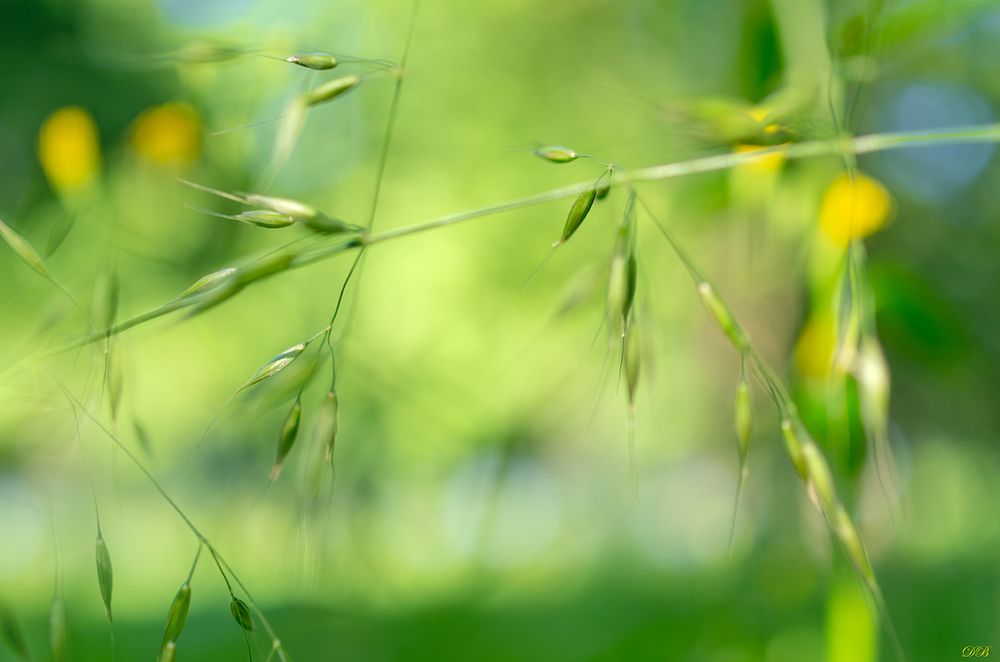 The Secret Life of the Grasses