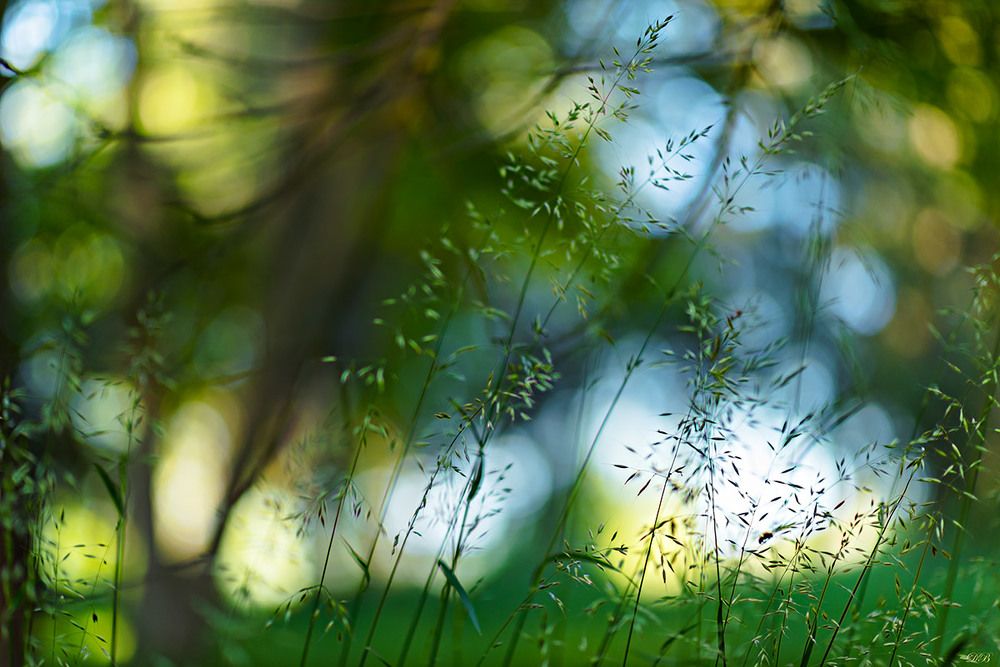 The Secret Life of the Grasses
